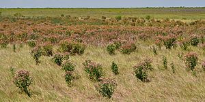 Saltmarsh fleabane (Pluchea odorata), Brazoria National Wildlife Refuge, Brazoria County, Texas, USA (24 August 2013)