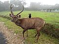 Sambar in Horton Plains National Park 03