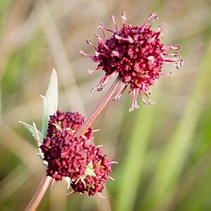 Sanicula bipinnatifida (13385079003)