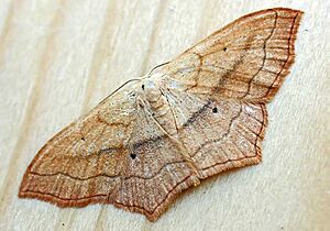 Scopula imitaria01