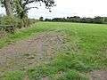 Sheepy Fields 1