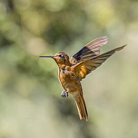 Shining sunbeam (Aglaeactis cupripennis cupripennis) in flight Caldas