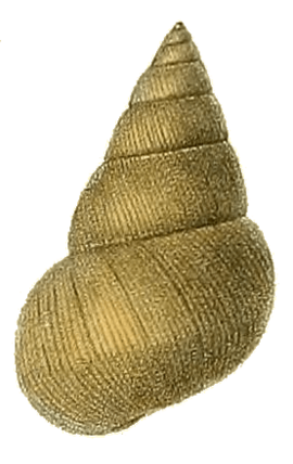 Sinotaia aeruginosa shell 2