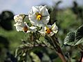Solanum tuberosum Highland Burgundy Red (04).jpg