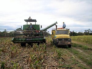 Sorghum linea 14 Alto Paraguay
