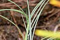 Spinifex longifolius fg01