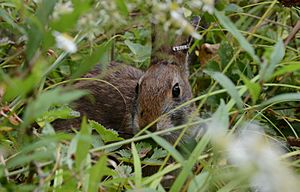 New England cottontail Facts for Kids