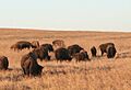 Tallgrass Prairie Nature Preserve in Osage County