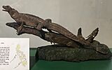 Taxidermied Philippine Sailfin Lizard displayed at Philippine National Museum