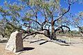 The Dig Tree