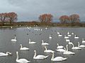The Whooper Pond - geograph.org.uk - 326009