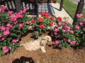 Thomasville Rose Garden May 2016