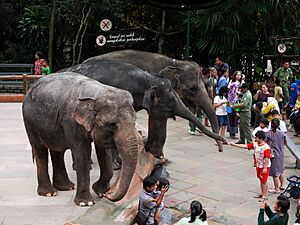 Three elephants in a show in Taman Safari, Bogor, Indonesia