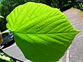 Tilia x cordata leaf underside