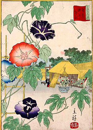 Totoiriyaasagao hiroshige