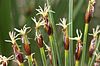 Trichophorum cespitosum (Rasen-Haarbinse) IMG 2929