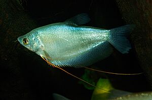 Trichopodus microlepis - Karlsruhe Zoo 01.jpg