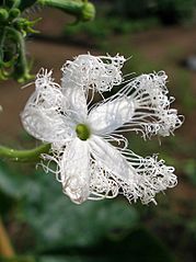 Trichosanthes cucumerina flower 1