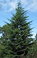 Tsuga heterophylla1