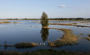 Tussen Slijk-Ewijk en Andelst, de Waal vanaf de Waaldijk aan het eind van hoog water IMG 9905 2021-07-22 19.47
