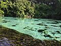 Weeki Wachee River July 2013