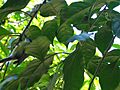 White-throated Gerygone Nesting 1