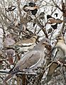 Photoshopped image of many birds in tree