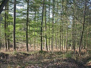 Woolmer Hill - geograph.org.uk - 3736