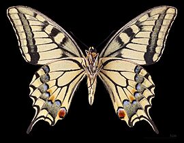 (MHNT) Papilio machaon - Chęciny (Mazovie) - Poland - male ventral