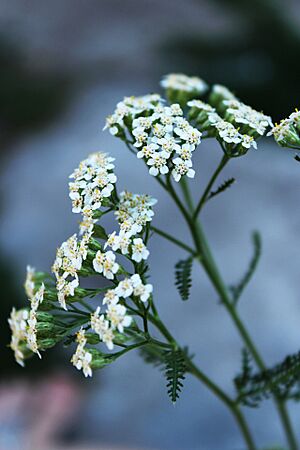 02 Achillea sp.