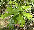 AmericanTurkeyOakLeaves