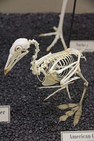 American Coot skeleton