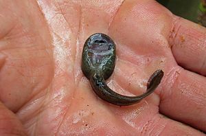 Ascaphus montanus tadpole