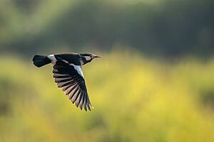 Asian-Pied Starling