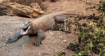 At Chester Zoo 2023 019 - Komodo Dragon (cropped)