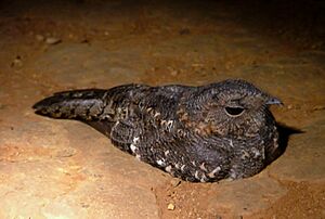 Band-winged Nightjar (Caprimulgus longirostris).jpg