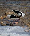 Banded Stilts Rottnest