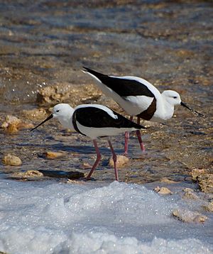 Two brown and white birds wading in shallow water