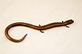 Batrachoseps gavilanensis - Gabilan Mountains Slender Salamander 01