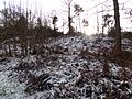 Benscliffe Wood 2