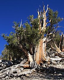 Big bristlecone pine Pinus longaeva