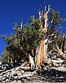 Big bristlecone pine Pinus longaeva