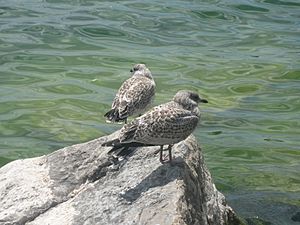 Bird on rocks near shoreline