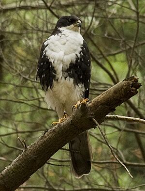 Black Sparrowhawk white morph 2 x.jpg