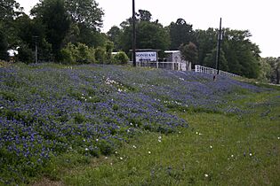 Bluebonnets College Station Texas