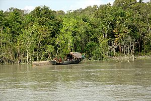 Boat, trees and water in Sundarbans