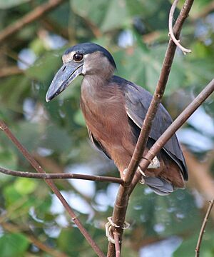Boat-billed Heron 2 JCB
