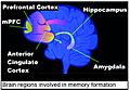 Brain regions in memory formation updated