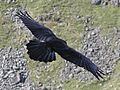 Carrion crow in flight