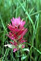 Castillejarhexifolia